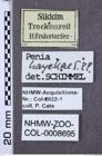 Etiketten zu Penia hayekae (NHMW-ZOO-COL-0008695)